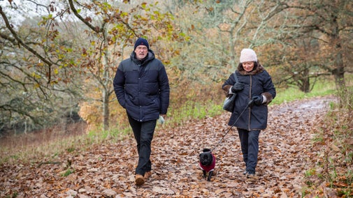 Visitors walk their black pug dog through the autumn leaves